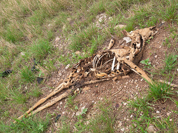 istock Decaying deer body showing skin and bones 184863970