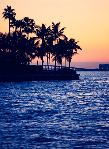 sunset miami scene - a line of palm trees on Fisher Island and  the Port Bridge Boulevard in the background