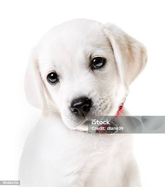 Yellow Lab Welpe Stockfoto und mehr Bilder von Hundehalsband - Hundehalsband, Welpe, Gelber Labrador