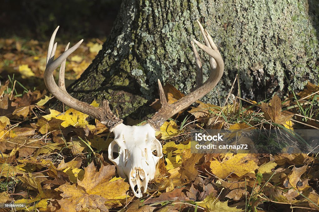 Черепа оленя в виде оленьих рогов, Откладывание в желтые листья, Мертвый олень - Стоковые фот�о Голова животного роялти-фри