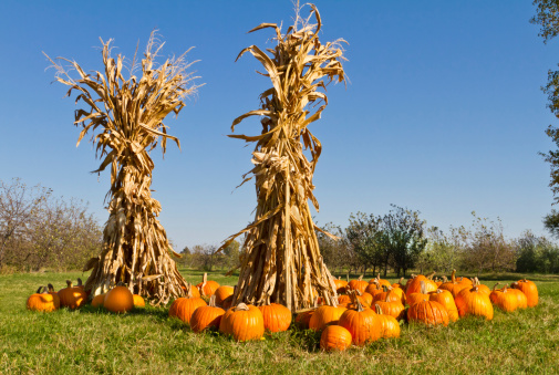Pumpkins and corn stalks display at farmers market ready to be sold for Halloween and Thanksgiving decorating.