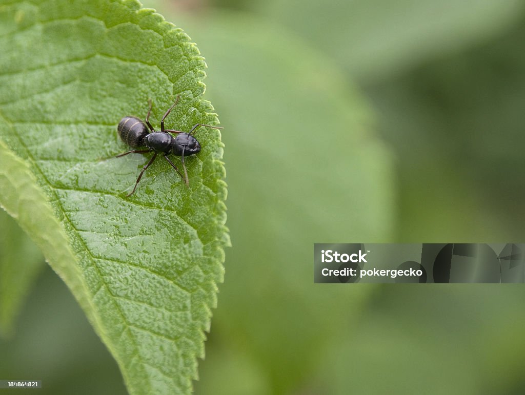 Camponotus Queen na Liść - Zbiór zdjęć royalty-free (Camponotus)