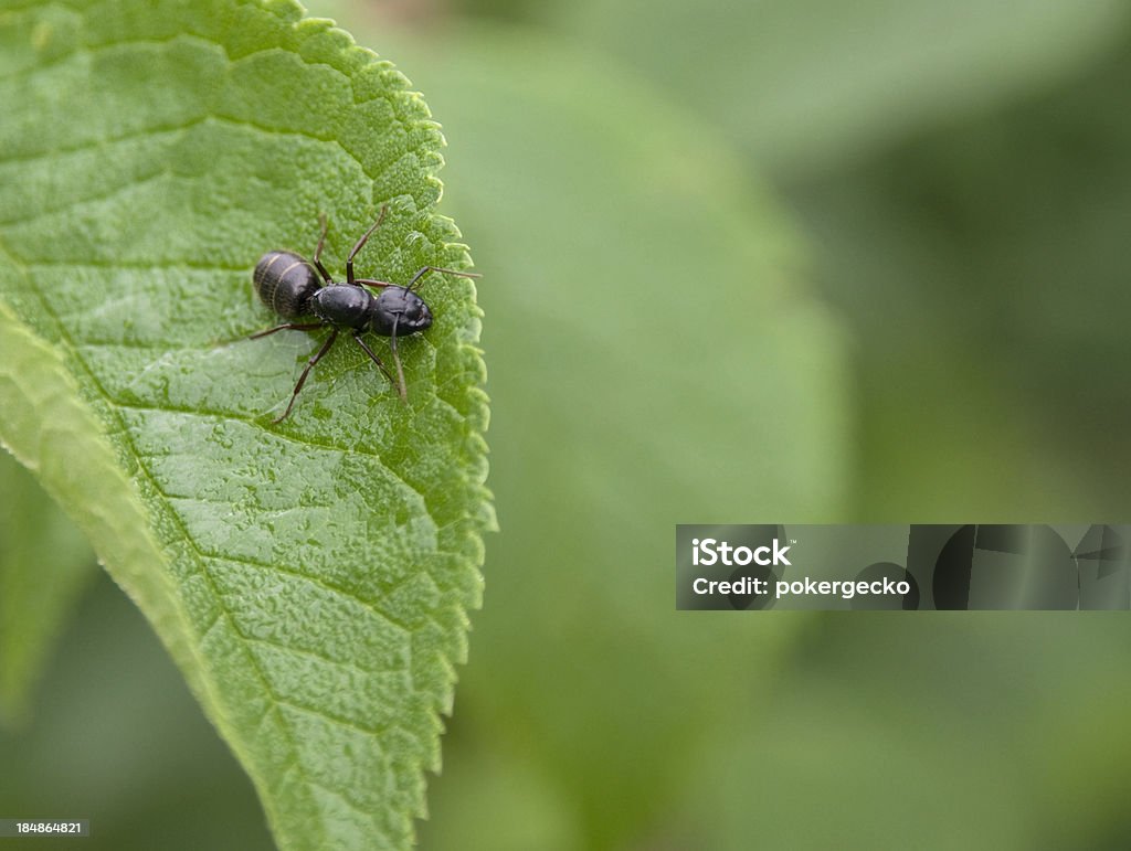 Camponotus Ferrugineus Queen em folha - Foto de stock de Camponotus Ferrugineus royalty-free