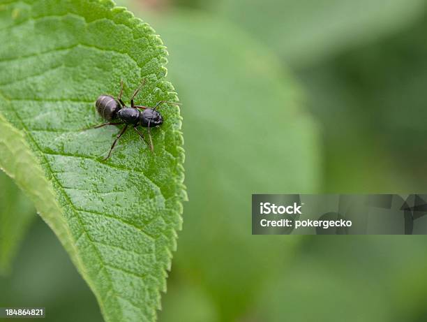 Foto de Camponotus Ferrugineus Queen Em Folha e mais fotos de stock de Camponotus Ferrugineus - Camponotus Ferrugineus, Animal, Antena - Parte do corpo animal