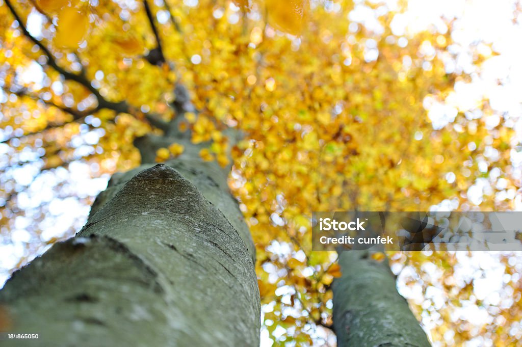 L'automne est là - Photo de Angle libre de droits