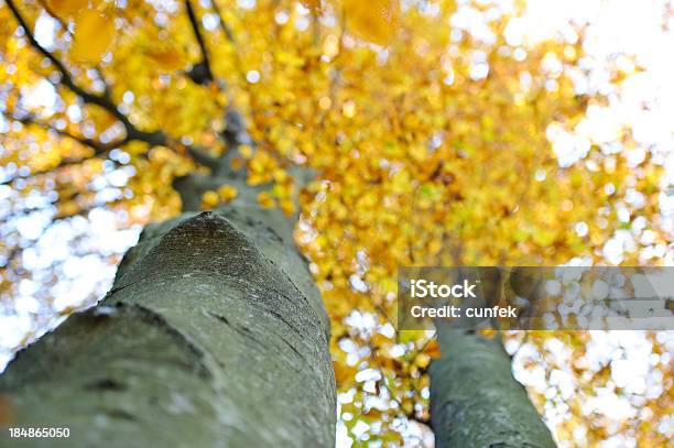 È Arrivato Lautunno - Fotografie stock e altre immagini di Acero - Acero, Albero, Albero deciduo