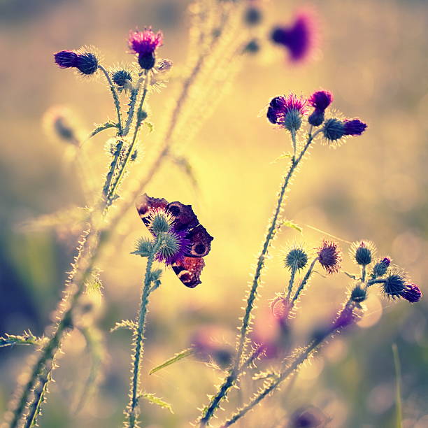 istock Butterfly and bumblebee at the end of summer 184865325
