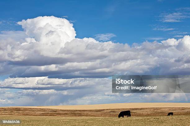 Bovinos Pastar Nas Grandes Planícies Sob Céu Nublado - Fotografias de stock e mais imagens de Gado - Mamífero ungulado