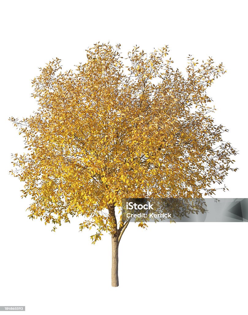 Baum im Herbst, isoliert auf weiss - Lizenzfrei Ast - Pflanzenbestandteil Stock-Foto