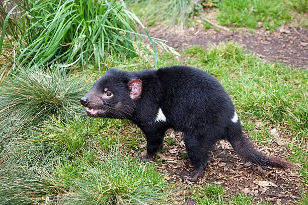 "Side view of a Tasmanian Devil aa with shallow depth of field and blurred background aa next photo with mouth open, could be used in series. Click to see more..."