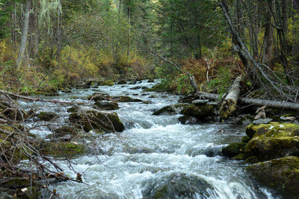 istock A turbulent stream of a wide stream flows down from the mountains through a dense autumn forest on a cloudy morning. 1848657794