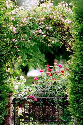 Garden gate with climbing roses and rose bushes