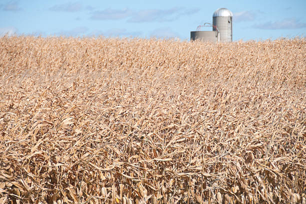 istock Corn crop ready to be harvested in Wisconsin 184866034
