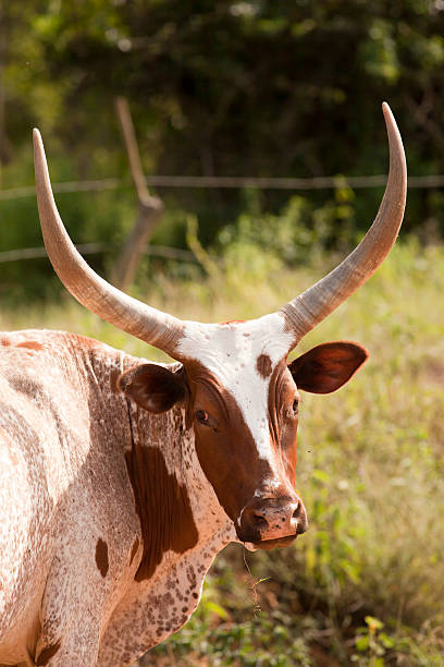 istock Long-Horned Ankole Cattle along the road in Uganda 184866156
