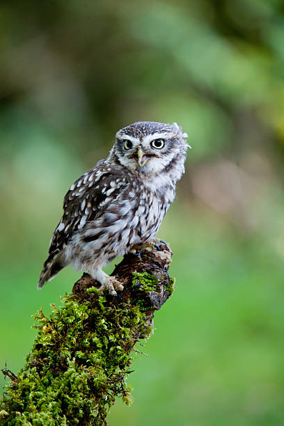 istock Little Owl calling from a wooden branch 184866468