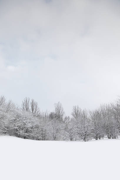 istock Snow scene of trees covered in snow 184866697
