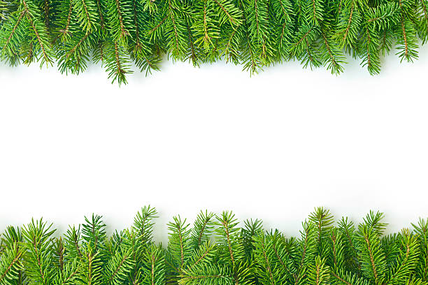de pine branch - christmas decoration green isolated on white photography fotografías e imágenes de stock