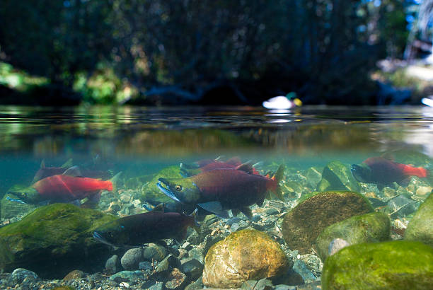 Desove Kokanee salmón - foto de stock