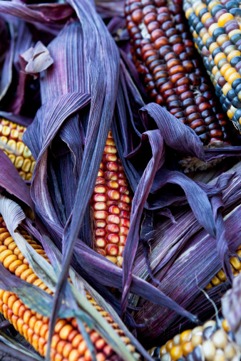 Colorful dried primitive corn with variegated kernels.