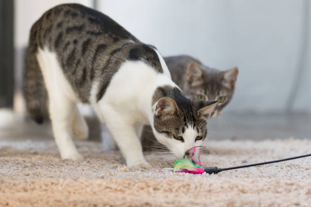 istock Two young domestic cat playing toy indoor 1848670401
