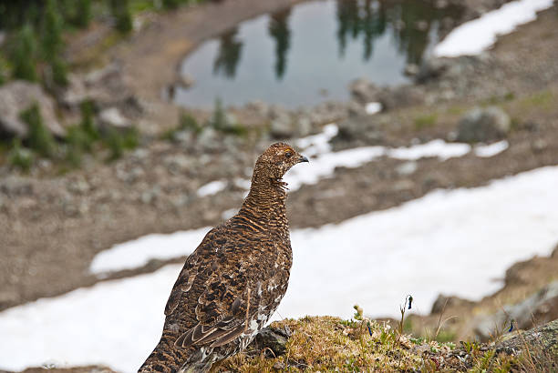 The Sooty Grouse (Dendragapus fuliginosus) lives in the forests of North America's Pacific Coast mountain ranges from southeast Alaska and Yukon to California. Adult males are dark with a yellow air sac on the throat surrounded by white. Adult females are mottled brown with dark brown and white marks on the underparts. The sooty grouse is a permanent resident in its range but may move short distances by foot or flight in winter. The sooty grouse’s diet consists of conifer needles for which they forage on the ground as well as other green plants and insects. This female sooty grouse was photographed on Hurricane Ridge near Port Angeles, Washington State, USA.