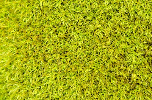 moss texture