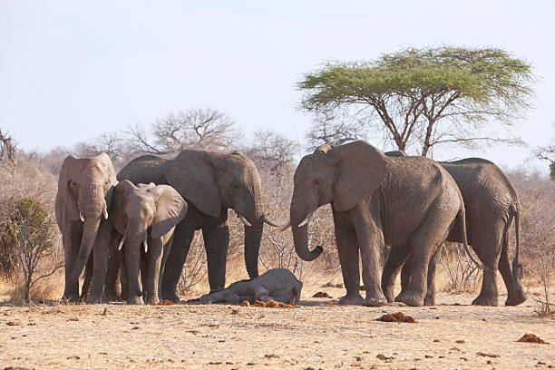 DEAD ELEPHANT BABY. Group of elephants mourning. The baby elephant died the same morning of unknown causes. Now at midday the mother with a group of other elephants is mourning the baby gently touching it with their feet and trunks.See also my LB: dead animal stock pictures, royalty-free photos & images