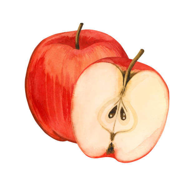 istock Watercolor composition. A whole red apple and a half apple, hand-painted in watercolor. Suitable for printing on fabric and paper, for the design of kitchen utensils, dishes, textiles 1848674664