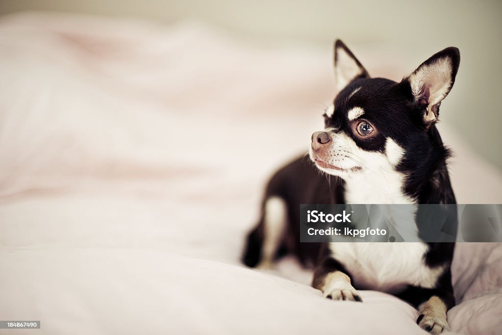 Linda curioso Chihuahua - Foto de stock de Acostado libre de derechos