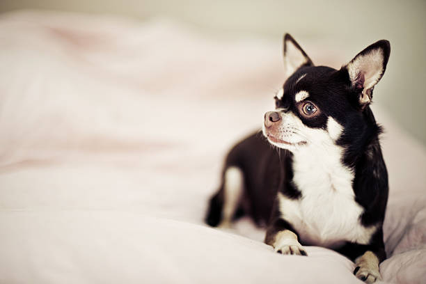 istock Cute Curious Chihuahua 184867490