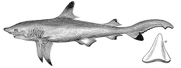 Sand Tiger or Grey Nurse Shark (Cacharias Taurus) 