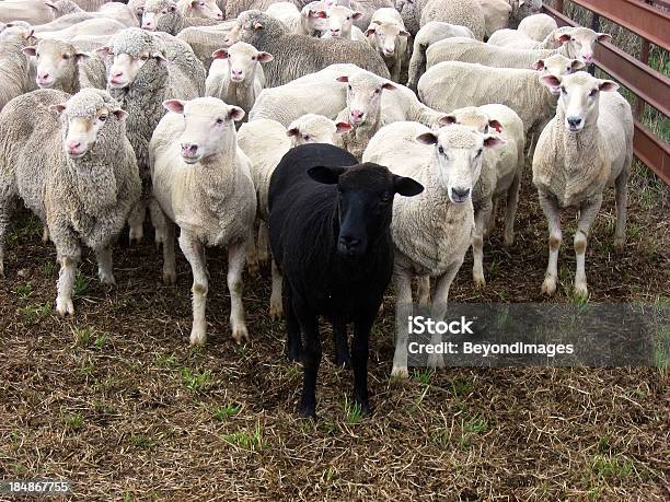 Extraño Uno Ovejas Negras De Familia Foto de stock y más banco de imágenes de Salirse de lo normal - Salirse de lo normal, Animal, Granja