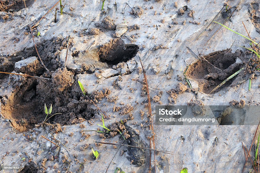 Deer trail oder der tierischen großen Schritt-auf sand machen - Lizenzfrei Fotografie Stock-Foto