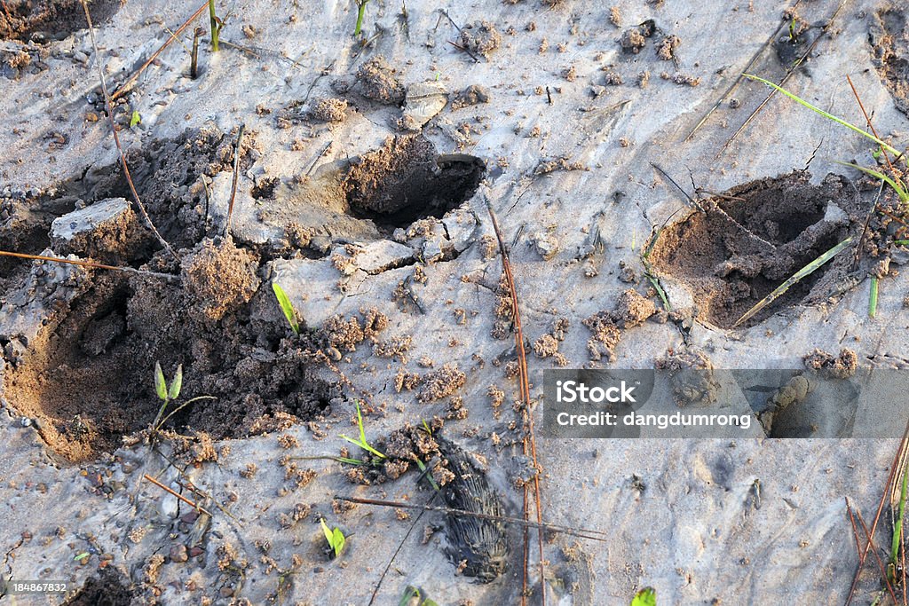 Deer trail ou Pied d'animal pas faire suivre sur le sable - Photo de Empreinte de pas libre de droits