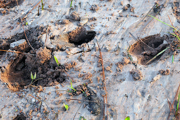 istock Deer trail or animal foot step make track on sand 184867832