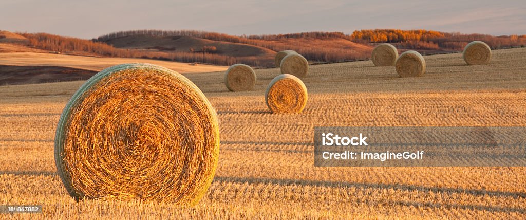 Panorama of Hay Bales on the Prairie in Fall Hay bales on the prairie. Alberta, Canada. Autumn scenic. Horizontal colour image. Harvest. Panorama. A group of hay bales on a rolling field in southern Alberta near Lethbridge. Nobody is in the image, which features beautiful side lighting and wonderful gold hues of fall.  Bale Stock Photo