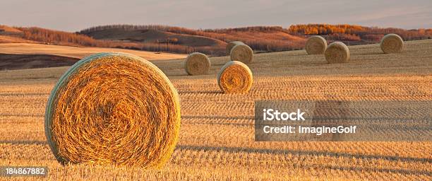 Panorama Of Hay Bales On The Prairie In Fall Stock Photo - Download Image Now - Bale, Agricultural Field, Canada