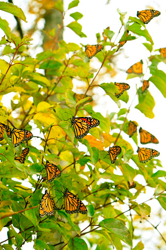 Fall Migrating Monarch Butterflies at Point Pelee Ontario Canada