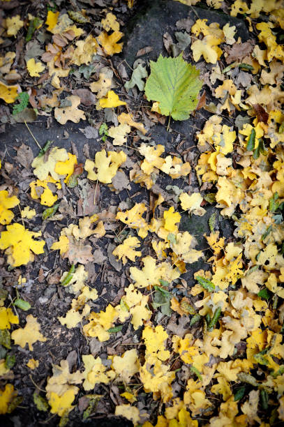 istock Yellow oak leaves on forest ground 184868342