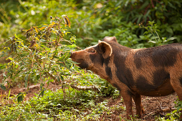 istock bespeckled pig at nature 184868733