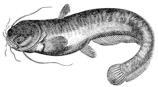 Wels Catfish (Silurus Glanis) Wels Catfish (Silurus Glanis) sheatfish stock illustrations