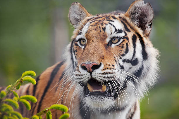 Amur tiger Amur or Siberian tiger (Panthera tigris altaica)  up close. tiger photos stock pictures, royalty-free photos & images
