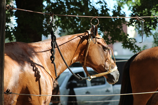 Hermosos Equinos Argentinos, preparandose para el juego del Polo, un dia soleado en Palermo, Buenos Aires.