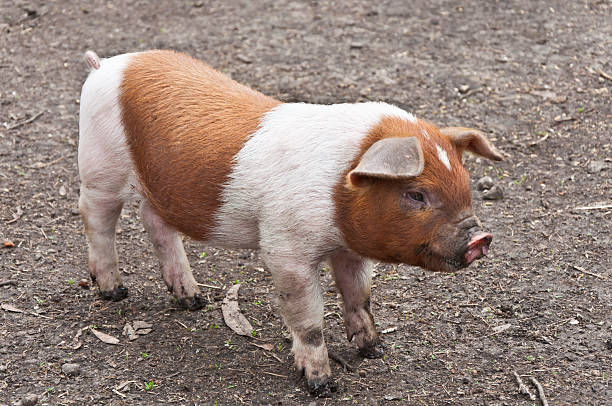 Little Porco - fotografia de stock