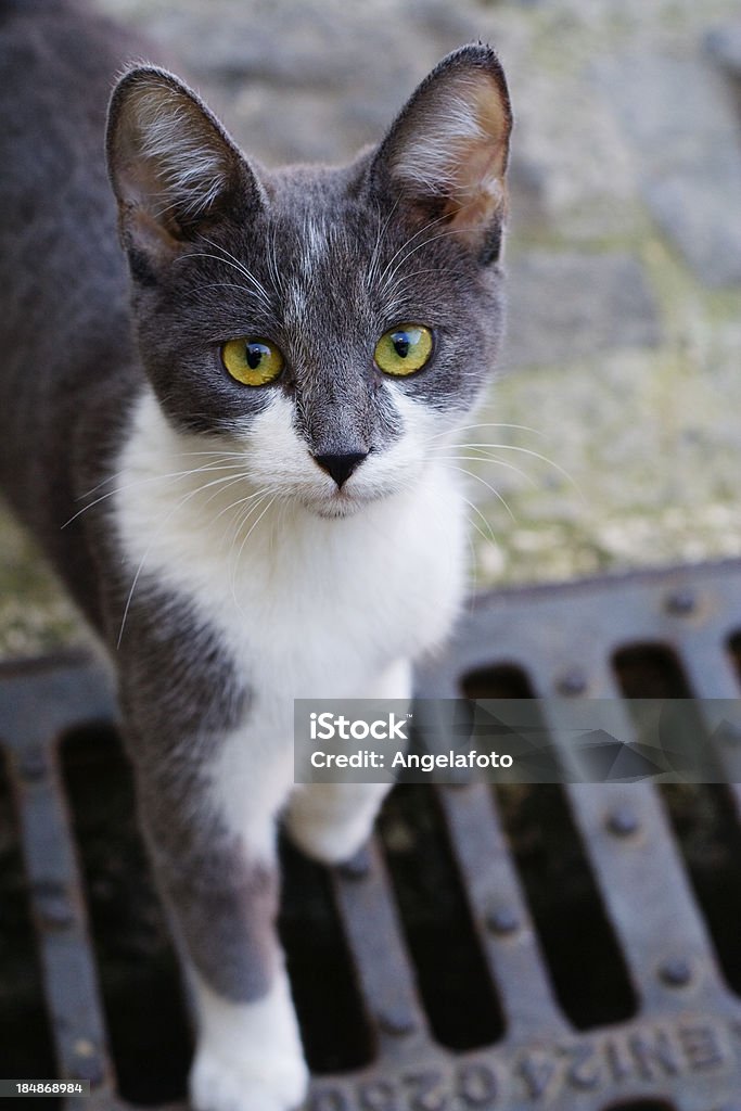 Grey Street gato branco - Foto de stock de Acima royalty-free