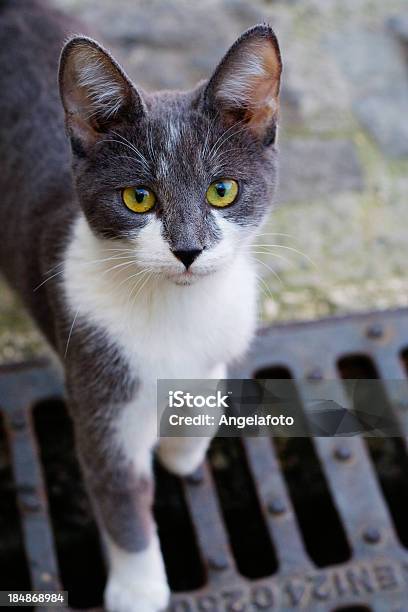 Foto de Grey Street Gato Branco e mais fotos de stock de Acima - Acima, Animal, Animal Perdido