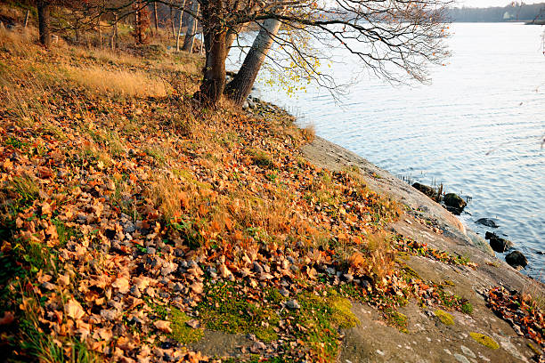 istock Autumn leaves in brown colours 184869070