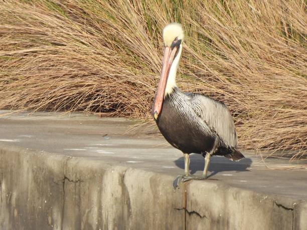 istock Brown Pelican (Pelecanus occidentalis) - juvenile resting on a wall along a lagoon 1848691600