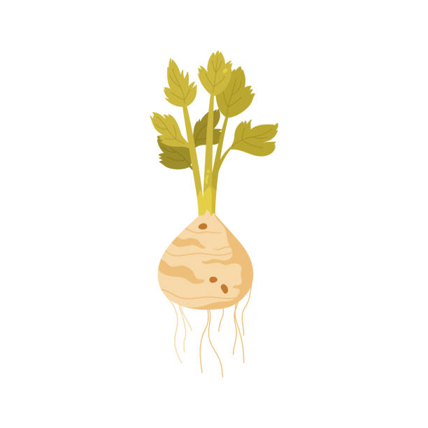 Celery plant with ripe celeriac tuber harvest, roots, green leaves on stalk Celery plant with ripe celeriac tuber harvest, roots, green leaves on stalk vector illustration Celeriac stock illustrations