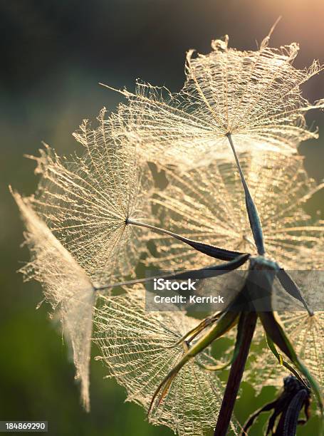 Regenschirme Von Meadow Schwarzwurzel Stockfoto und mehr Bilder von Baumblüte - Baumblüte, Blume, Fotografie